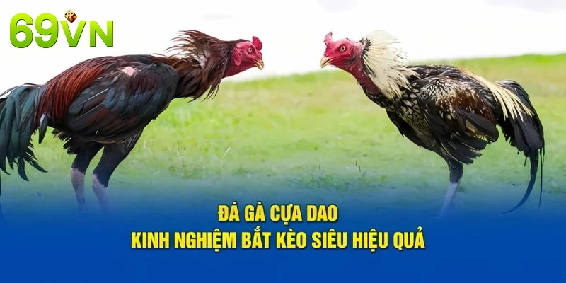 Tips và thủ thuật khi tham gia đá gà cựa dao