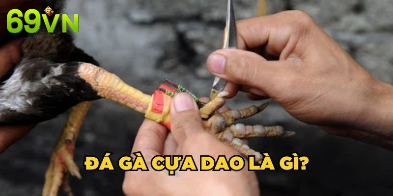 Tổng quan về đá gà cựa dao tại nhà cái
